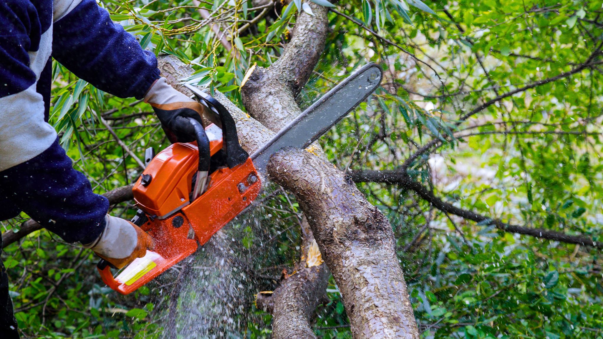 Prevención de incendios forestales